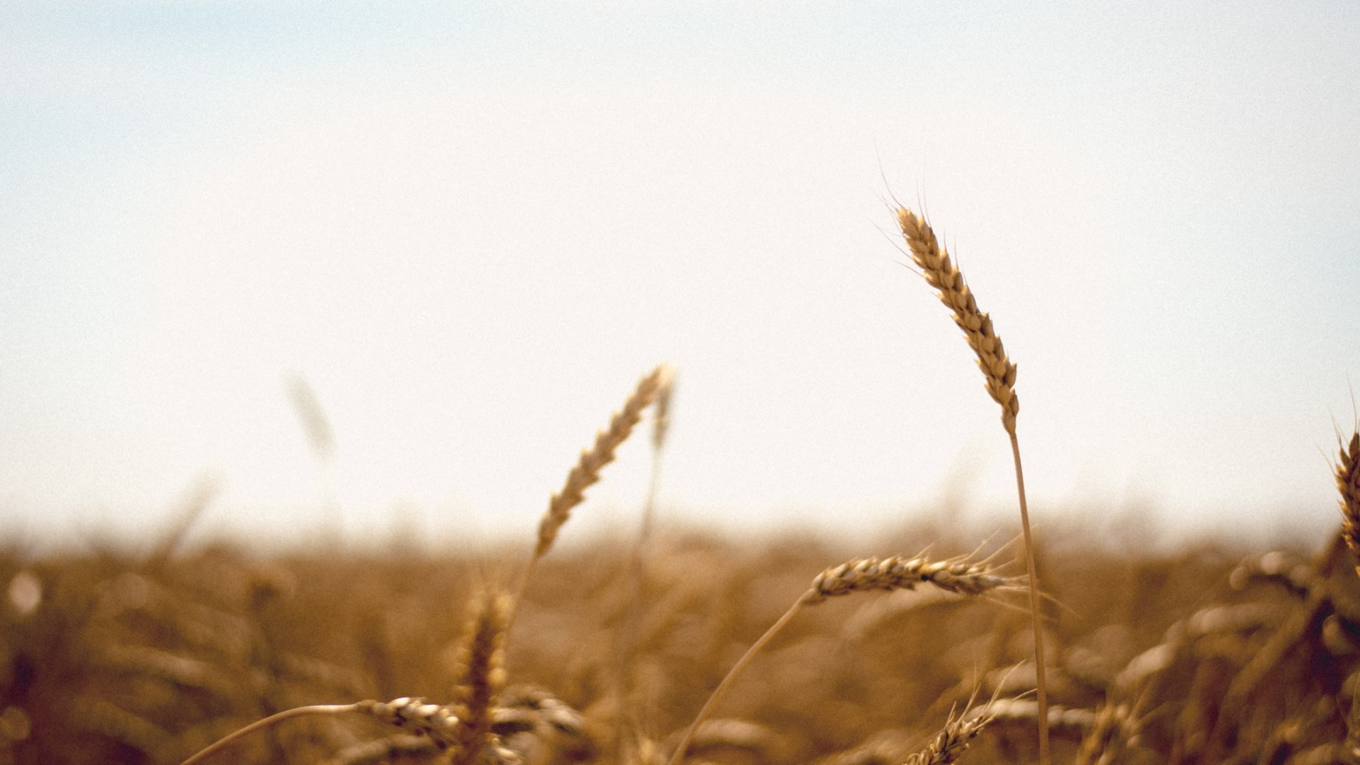 Миллиона тонн зерна в этом году не будет: Из-за засухи Удмуртию ждет неурожай