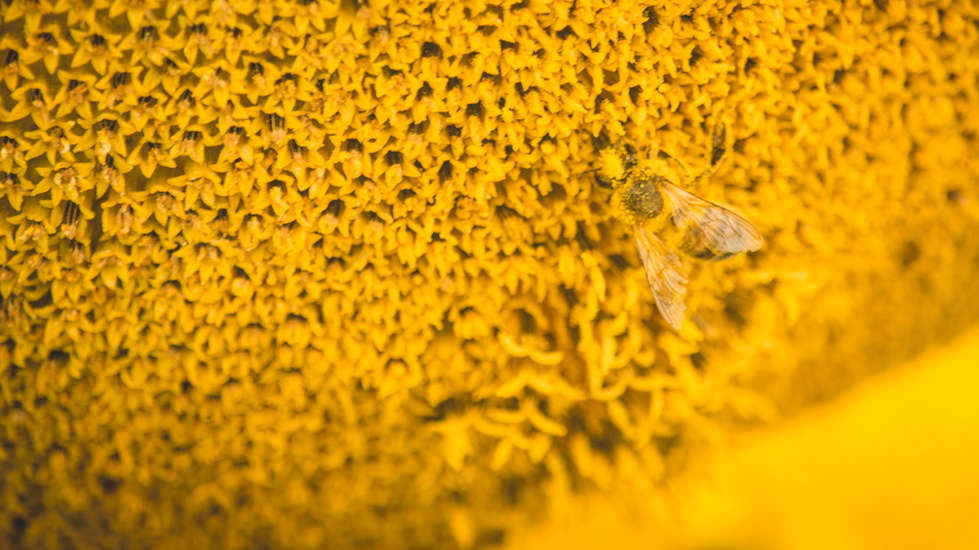 Число пчелосемей в Удмуртии за пять лет сократилось на 12%