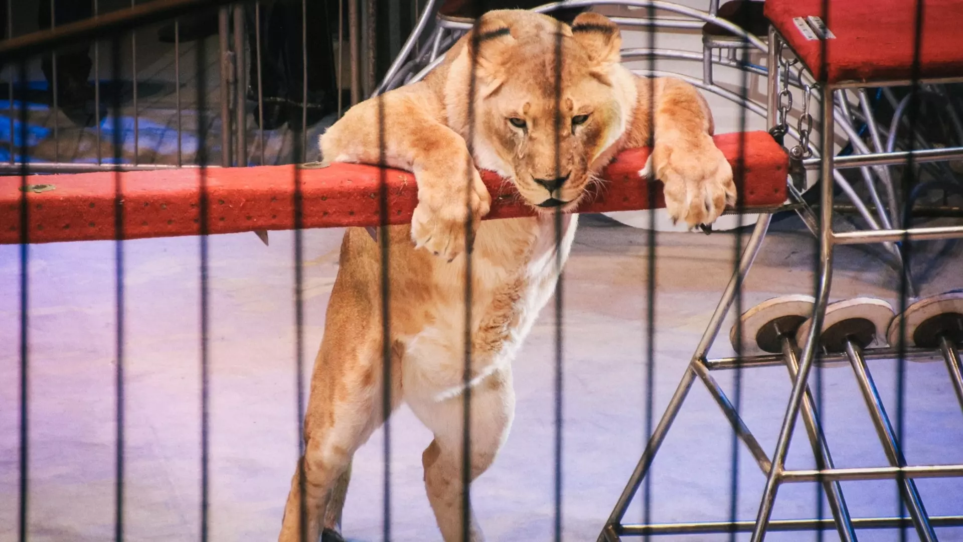Митинг в защиту цирковых животный состоится в Ижевске
