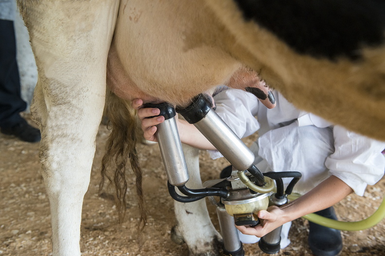 Надои молока на фермах Удмуртии выросли на 6,3%
