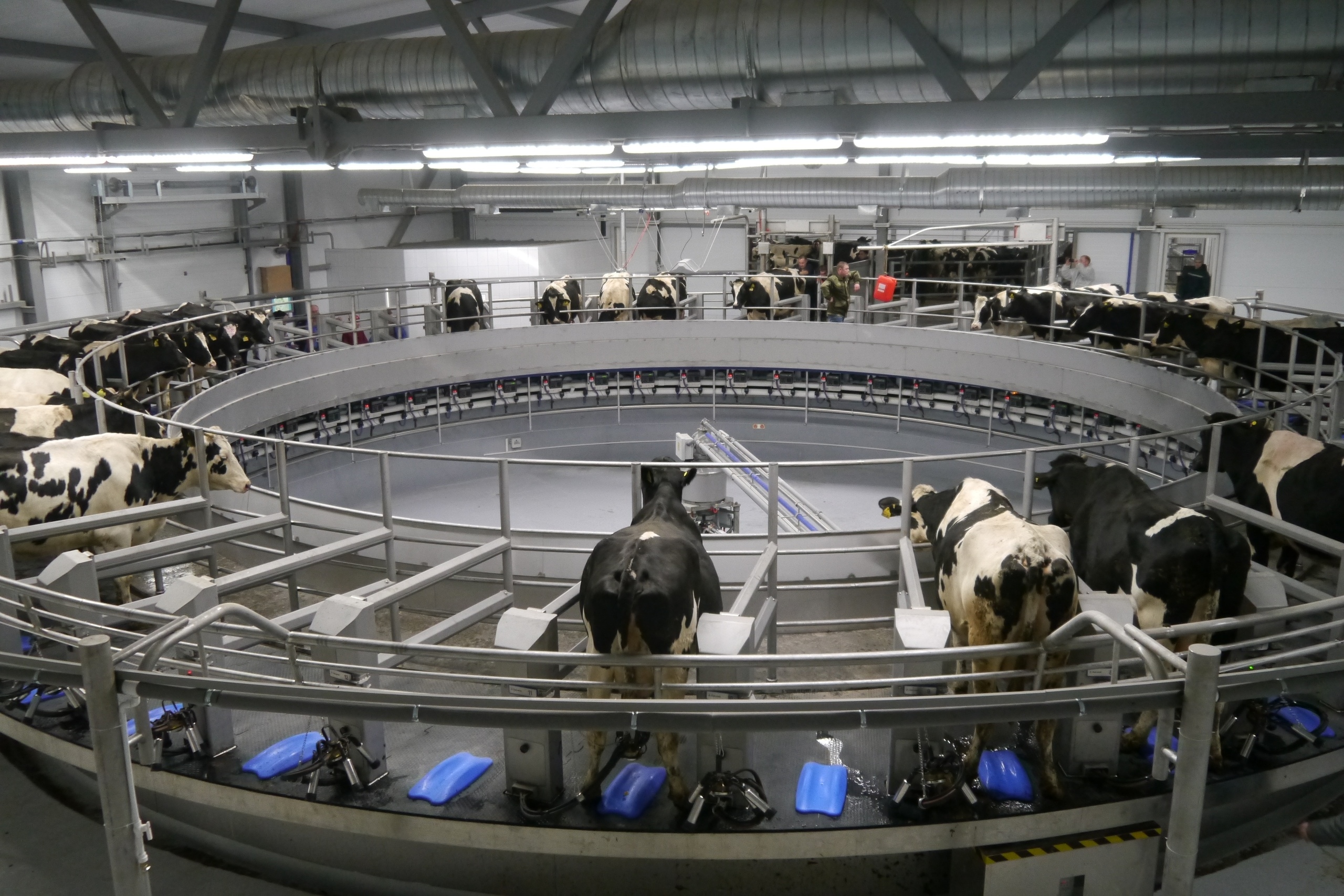 Миллион тонн молока удмуртские аграрии планируют получить через 10 лет
