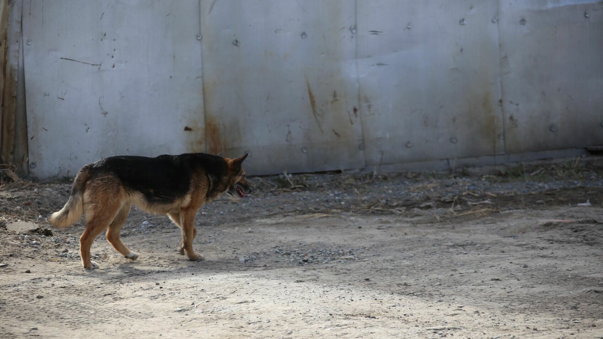 Жителей села Сюмси пугают стаи собак