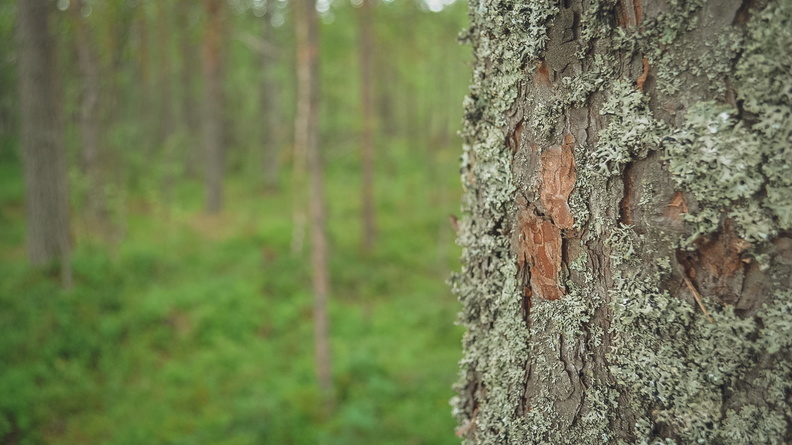 За полгода в Удмуртии «черные» лесорубы вырубили лес на 20 млн рублей