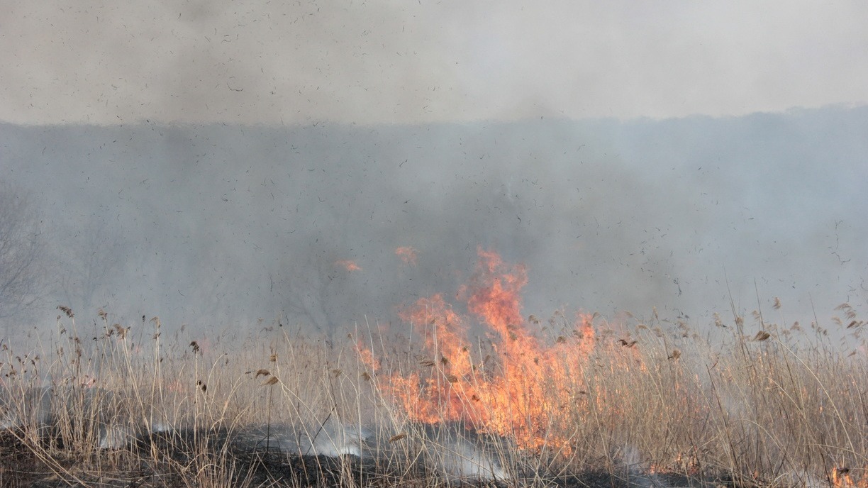 В 10 раз увеличилось количество лесных пожаров в Удмуртии