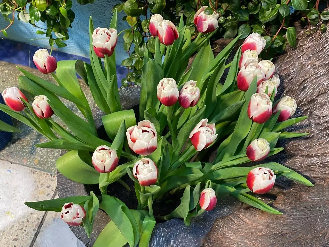 Буйство первоцветов и других цветов на выставке "Предчувствие весны"