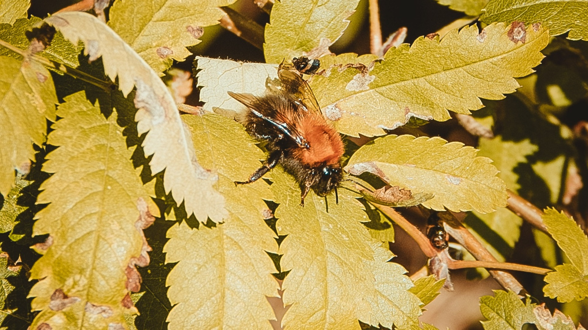 Пчелы массово гибнут в Малопургинском районе Удмуртии