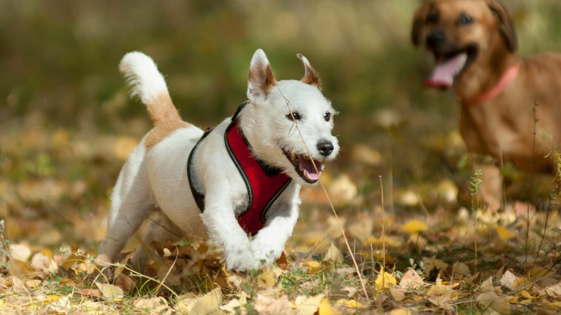 «Парки Ижевска»: охранникам поручено контролировать собак без намордника и поводка