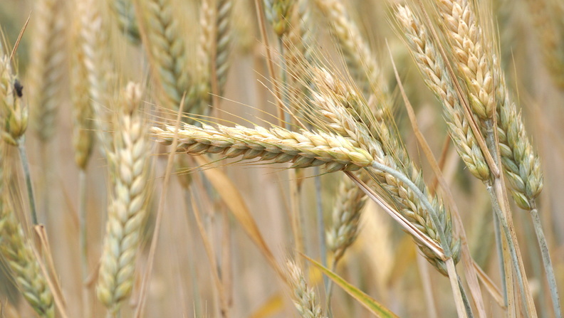 702 тысячи тонн зерна собрали аграрии Удмуртии