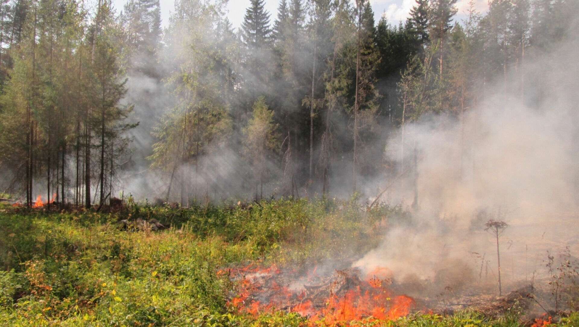 В Удмуртии создали оперативный штаб по охране лесов от пожаров
