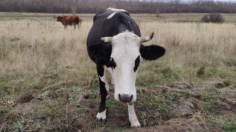Карантин из-за болезни скота установили в Балезинском районе Удмуртии