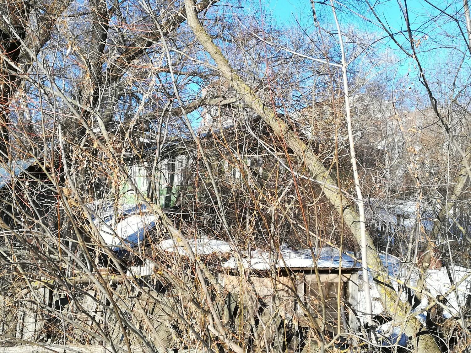 разросшиеся и поваленные деревья, вид со стороны дворов на дома переулка Широкого, март 2023 года