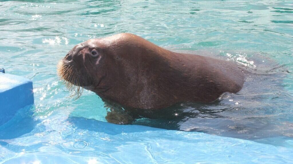 Руководство Зоопарка Удмуртии отрицает сокрытие информации о гибели моржихи Несейки